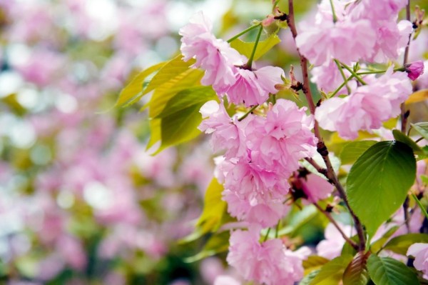 司園春景盛，奮進(jìn)正當(dāng)時(shí)