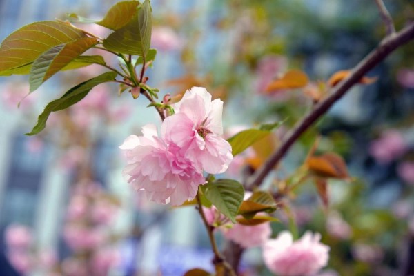 司園春景盛，奮進(jìn)正當(dāng)時(shí)