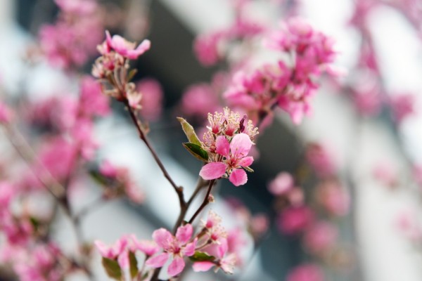 司園春景盛，奮進(jìn)正當(dāng)時(shí)